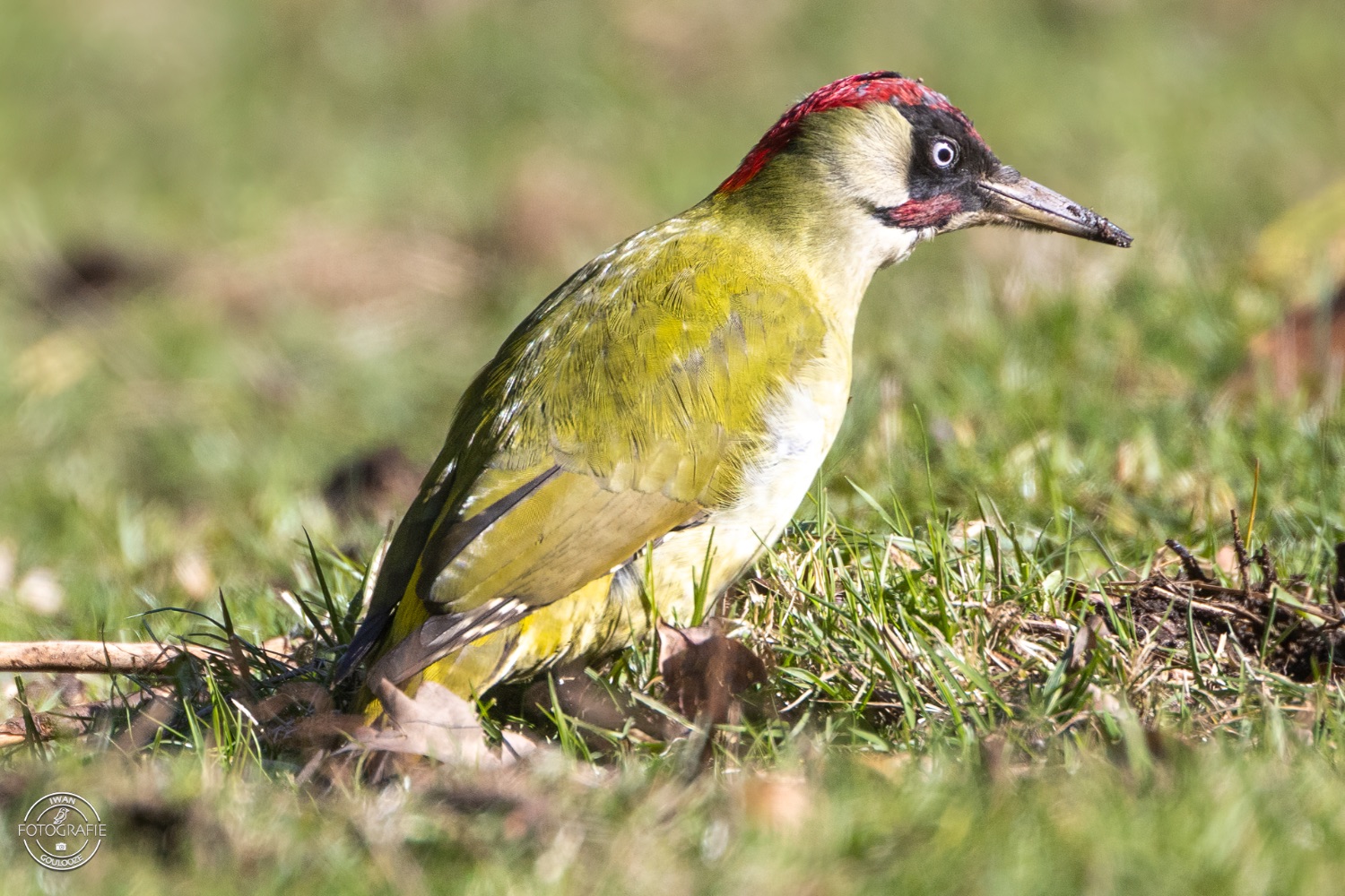 11 maart 2023 142733 1R2A1016 bewerkt 3